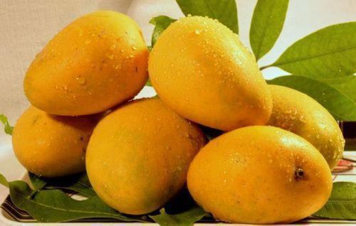 https://www.blogarts.in/wp-content/uploads/2020/04/alphonso-mango-and-kesar-mango-500x500-1.jpg