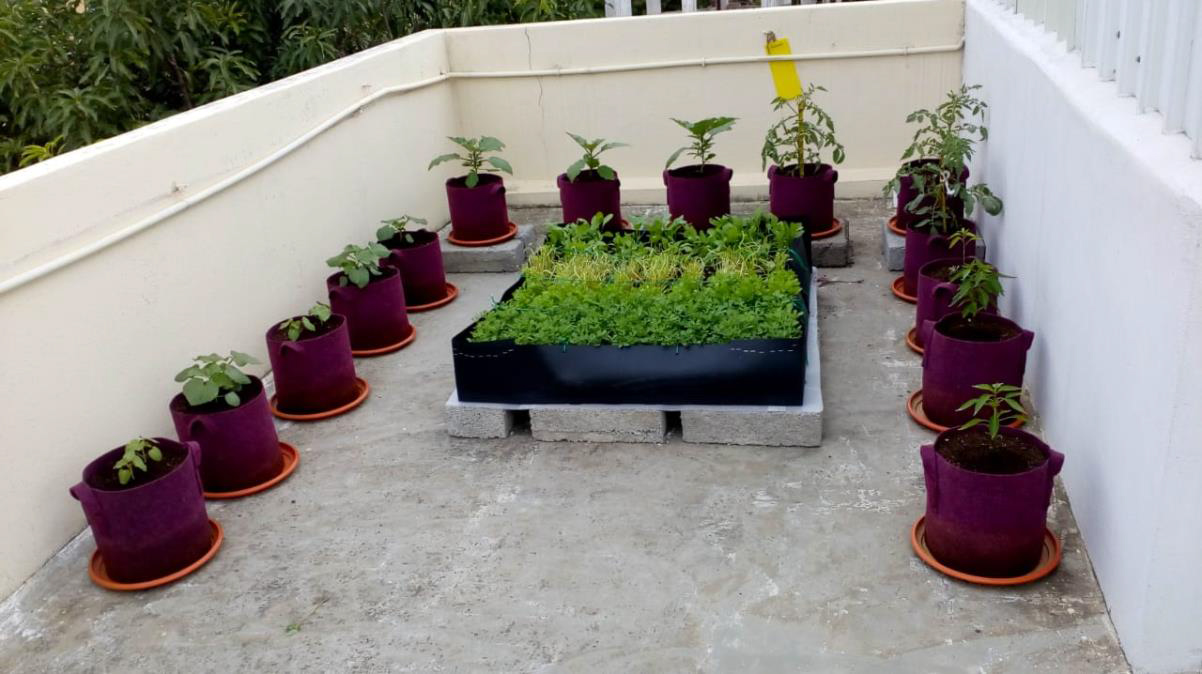 https://www.blogarts.in/wp-content/uploads/2021/10/homecrop-terrace-garden-kit.jpg